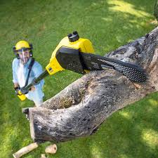 Best Tree Maintenance Programs  in New Roads, LA