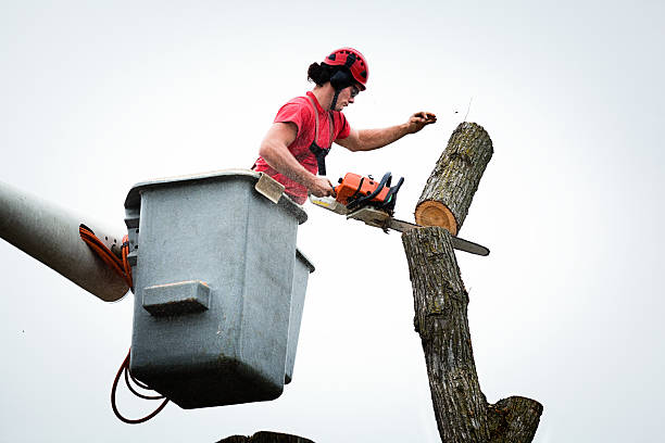 Best Tree and Shrub Care  in New Roads, LA